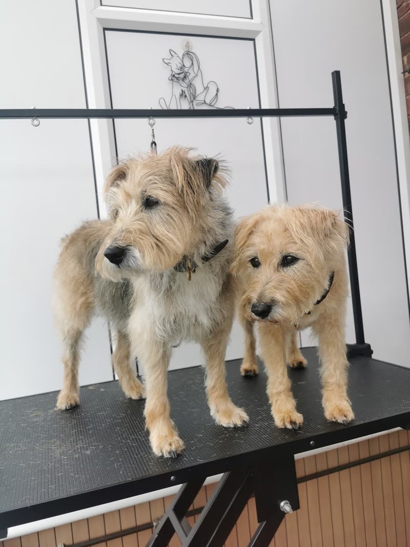 Two sandy-coloured terriers side by side on the grooming table at Ace Dog Grooming