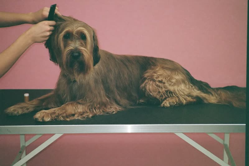 A long-haired dog being combed out on a grooming table