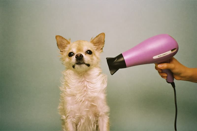 A small dog being blow-dried after a bath