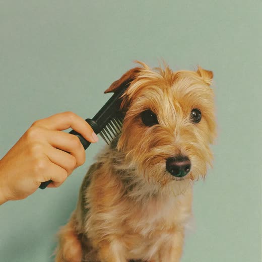 A small wiry-coated terrier being brushed through