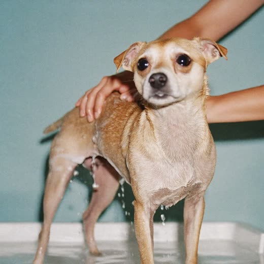A small dog being bathed and lathered