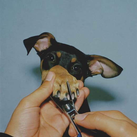 A dog's paw held for nail clipping