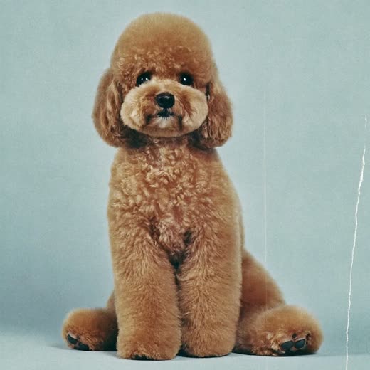 A small dog with a fresh short clip