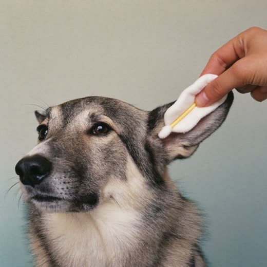A dog's ear being gently cleaned
